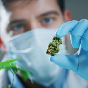 Le tétrahydrocannabinol (THC), le cannabidiol (CBD), le cannabinol (CBN) sont les cannabinoïdes les plus consommé pour des pathologie comme la dépression, le cancer, la sclérose en plaque ou le glaucome