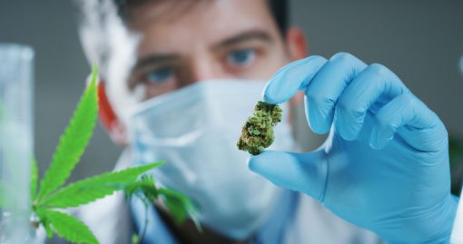 Le tétrahydrocannabinol (THC), le cannabidiol (CBD), le cannabinol (CBN) sont les cannabinoïdes les plus consommé pour des pathologie comme la dépression, le cancer, la sclérose en plaque ou le glaucome