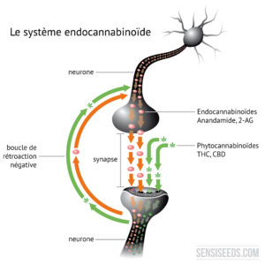 le système endocannabinoïde