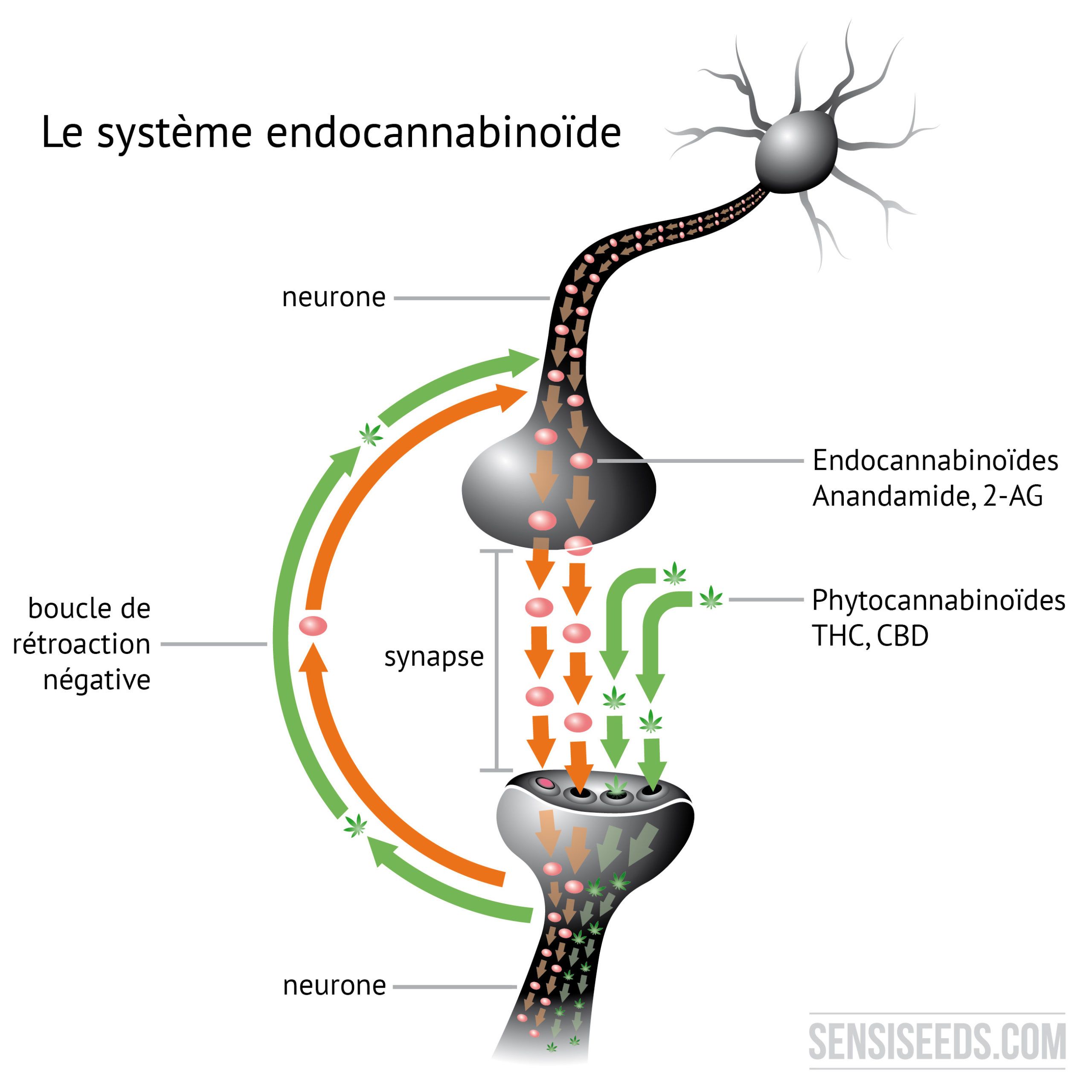 Tout Savoir Sur Les Cannabino des Et Leurs R cepteurs Dans Le Corps 